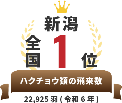 全国1位 ハクチョウ類の飛来数 22,925羽(令和2年)